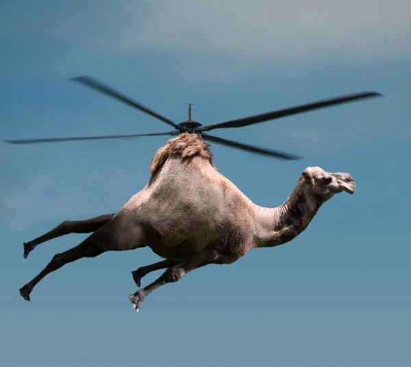 Creation of Helicamel: Step 4